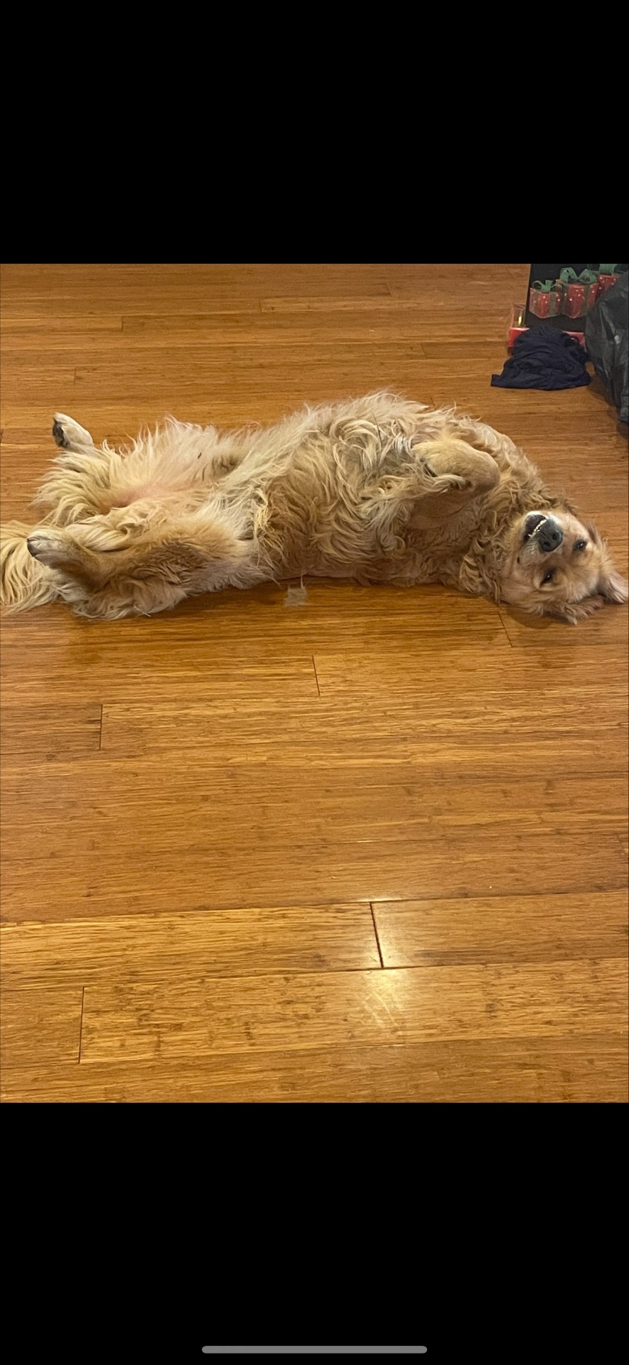 Lucy, Golden Retriever