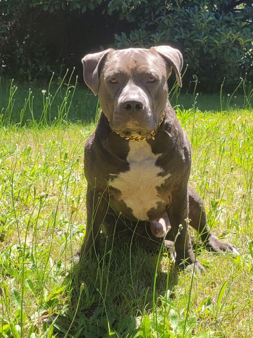 Ceasar, American Staffy