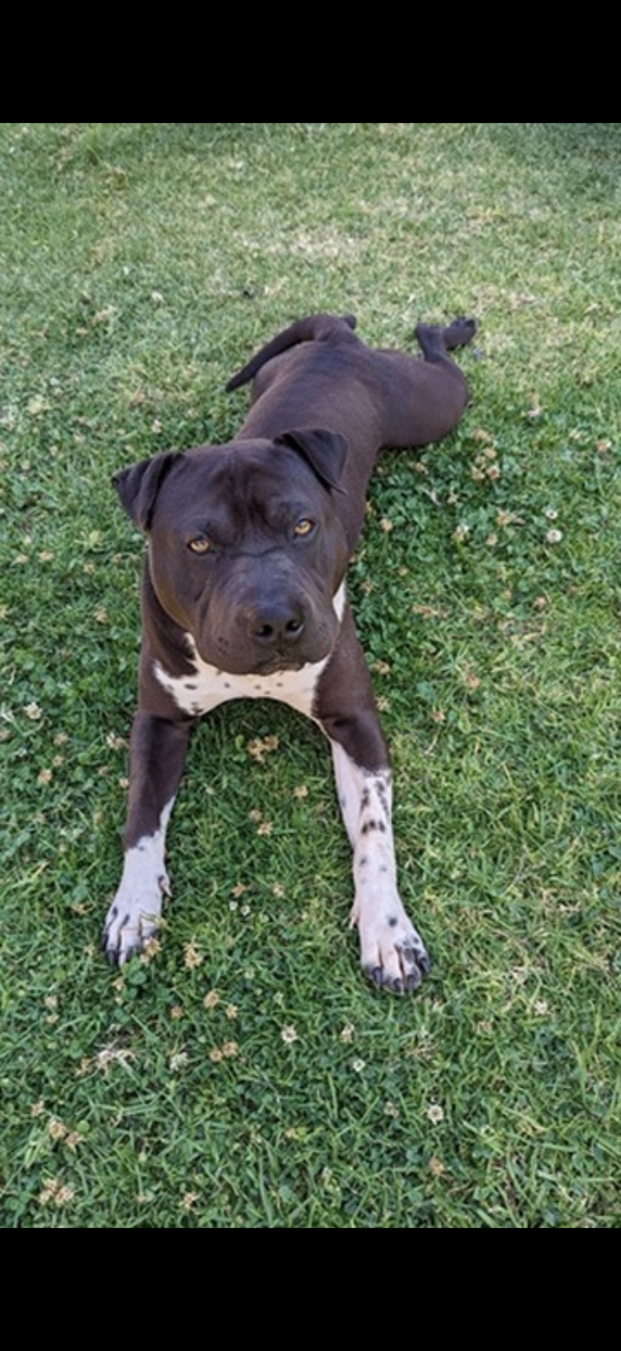 Bruce, American Pitbull x Shar-Pei