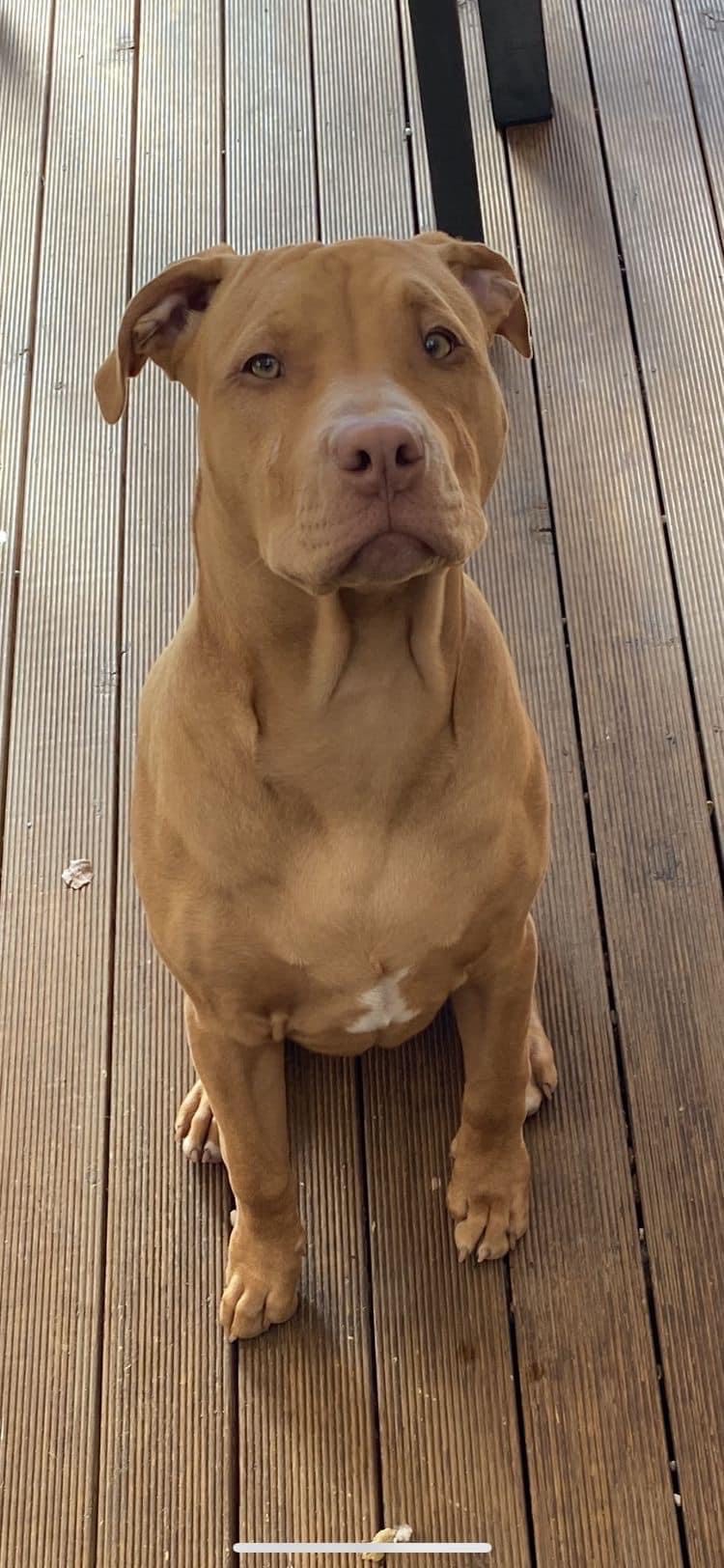 Bella, American Pitbull