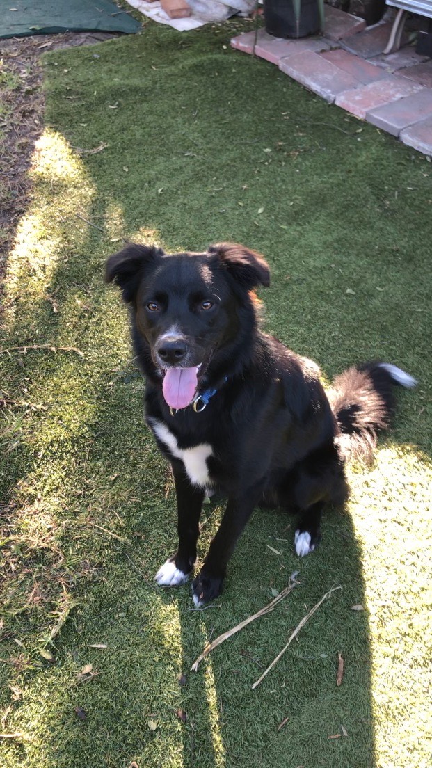 Bumi, Border Collie