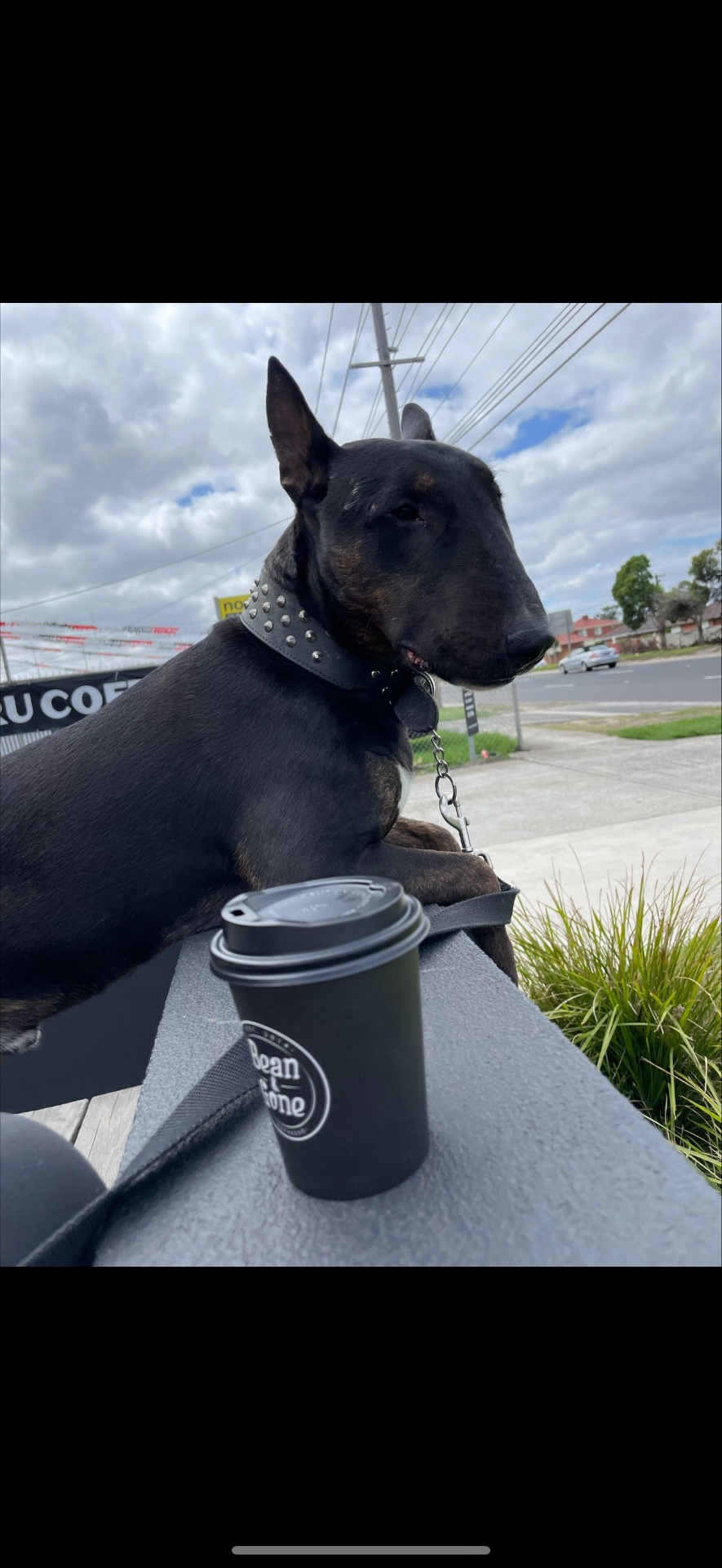 Stitch, English Bull Terrier